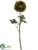 Ranunculus Spray - Green - Pack of 12