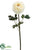 Ranunculus Spray - Yellow - Pack of 12