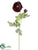 Ranunculus Spray - Burgundy - Pack of 12