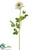 Ranunculus Spray - White - Pack of 12