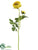 Ranunculus Spray - Yellow - Pack of 12