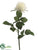 Confetti Rose Spray - Cream - Pack of 12