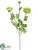 Ranunculus Spray - Green - Pack of 12