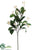 Stephanotis Spray - Cream - Pack of 6