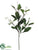 Stephanotis Spray - White - Pack of 6