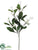 Stephanotis Spray - White - Pack of 6