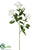 Jewel Stephanotis Spray - White - Pack of 12