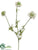 Scabiosa Spray - Cream - Pack of 12