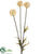 Scabiosa Spray - Cream - Pack of 12