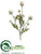 Straw Flower Spray - White - Pack of 12