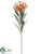 Protea Spray - Orange - Pack of 12