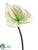 Anthurium Spray - Cream - Pack of 12