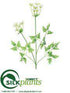 Silk Plants Direct Queen Anne's Lace Spray - White - Pack of 6