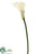 Calla Lily Spray - White - Pack of 12