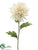 Spider Dahlia Spray - Cream - Pack of 12