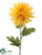 Spider Dahlia Spray - Yellow - Pack of 12