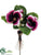 Gloxinia Bush - Purple Dark - Pack of 6