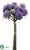 Scabiosa Bundle - Blue Lavender - Pack of 6