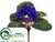 African Violet Bush - Purple - Pack of 6