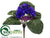 African Violet Bush - Blue - Pack of 6