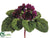 African Violet Bush - Purple Dark - Pack of 6