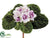 African Violet Bush - White Lavender - Pack of 6