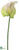 Obake Anthurium Spray - Cream Green - Pack of 12