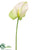 Obake Anthurium Spray - Pink Green - Pack of 12