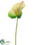 Obake Anthurium Spray - Green - Pack of 12