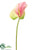 Obaki Anthurium Spray - Pink Green - Pack of 12