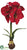 Amaryllis - Red - Pack of 4