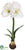 Amaryllis - White - Pack of 4