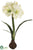 Amaryllis - Green - Pack of 4