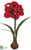 Amaryllis - Red - Pack of 4