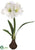 Amaryllis - White - Pack of 4