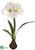 Amaryllis - White - Pack of 4