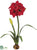 Amaryllis - Red - Pack of 4