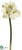 Amaryllis Spray - Green - Pack of 6