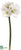 Amaryllis Spray - White - Pack of 6