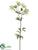 Astrantia Spray - Green Cerise - Pack of 12