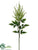 Astilbe Spray - Green - Pack of 12