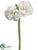 Amaryllis Spray - White - Pack of 4