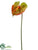 Anthurium Spray - Green Burgundy - Pack of 12