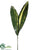 Aspidistra Bundle - Green - Pack of 12