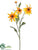 Black-Eyed Susan Spray - Flame - Pack of 12