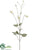 Columbine Spray - Cream Green - Pack of 6