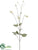 Columbine Spray - Cream Green - Pack of 6