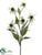 Coneflower Spray - Cream Green - Pack of 6