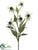 Coneflower Spray - Cream Green - Pack of 6