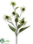 Coneflower Spray - Green - Pack of 6